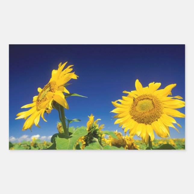 Sunflowers (Helianthus Annuus), Near Senekal Rectangular Sticker (Front)