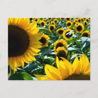 Sunflowers (himawari): Japan Postcard