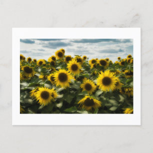 sunflowers holiday postcard