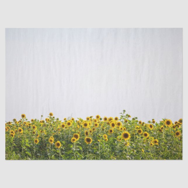 Sunflowers in a Field Tissue Paper (Front)