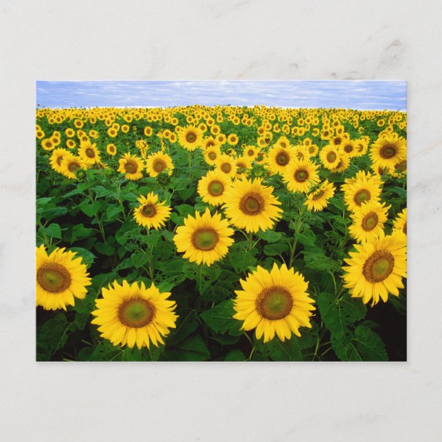 Sunflowers in Fargo, north Dakota Postcard (Front)