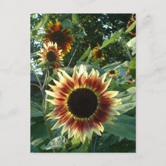 Sunflowers in the Sun Postcard