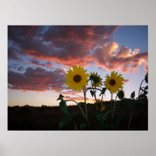 Sunflowers in the Sunset Poster