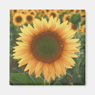Sunflowers Magnet