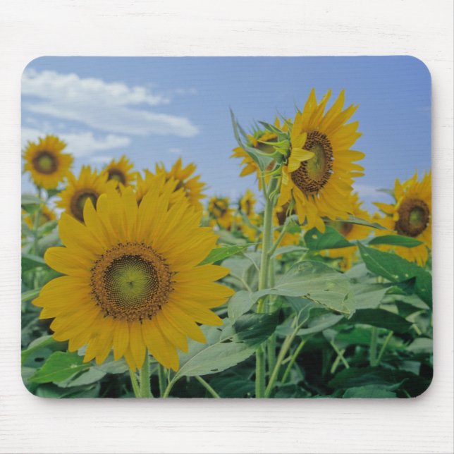 Sunflowers Mouse Pad (Front)