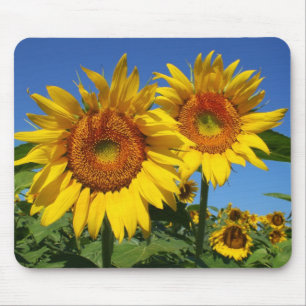 Sunflowers, Mouse pad