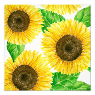Sunflowers Photo Print