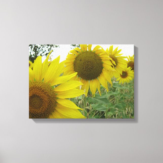 Sunflowers Photo Single Canvas Print (Front)