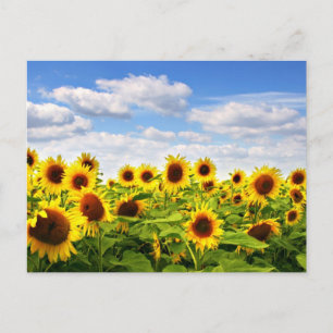 Sunflowers Postcard