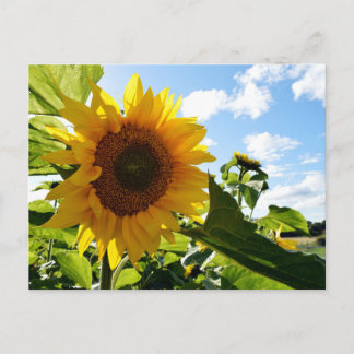 Sunflowers Postcard
