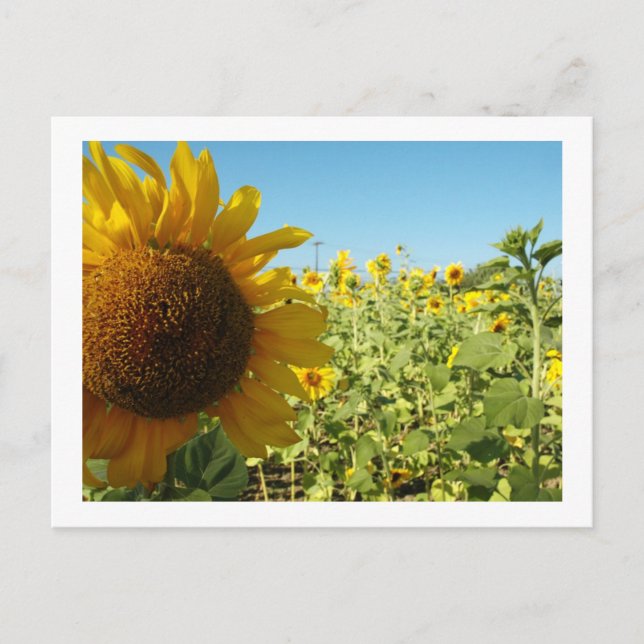 Sunflowers Postcard (Front)