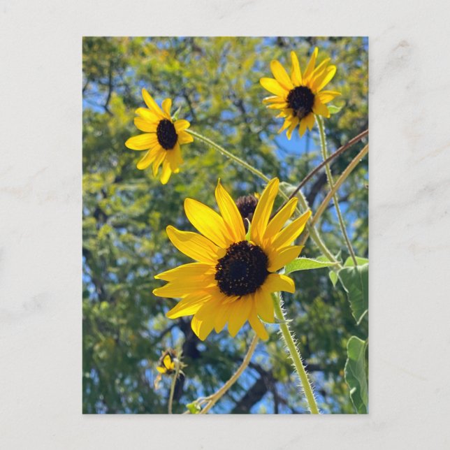 Sunflowers Postcard (Front)