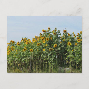 Sunflowers Postcard