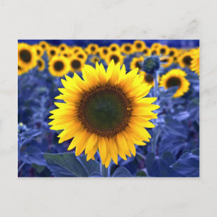 Sunflowers Postcard