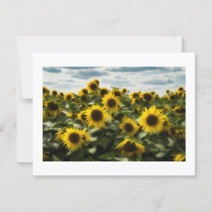 sunflowers postcard