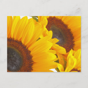 Sunflowers Postcard
