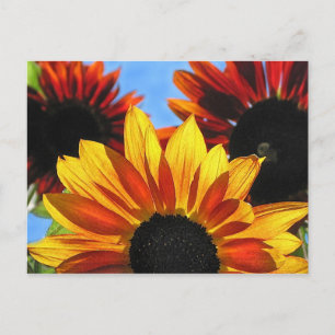 Sunflowers Postcard
