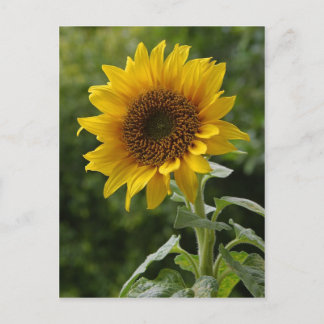 Sunflowers Postcard