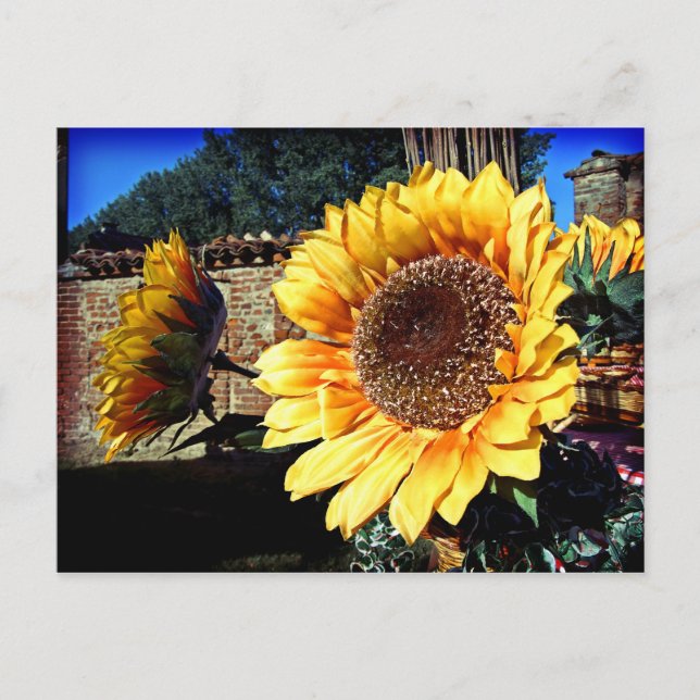 Sunflowers Postcard (Front)