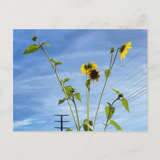 Sunflowers Postcard (Front)