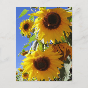 Sunflowers Postcard