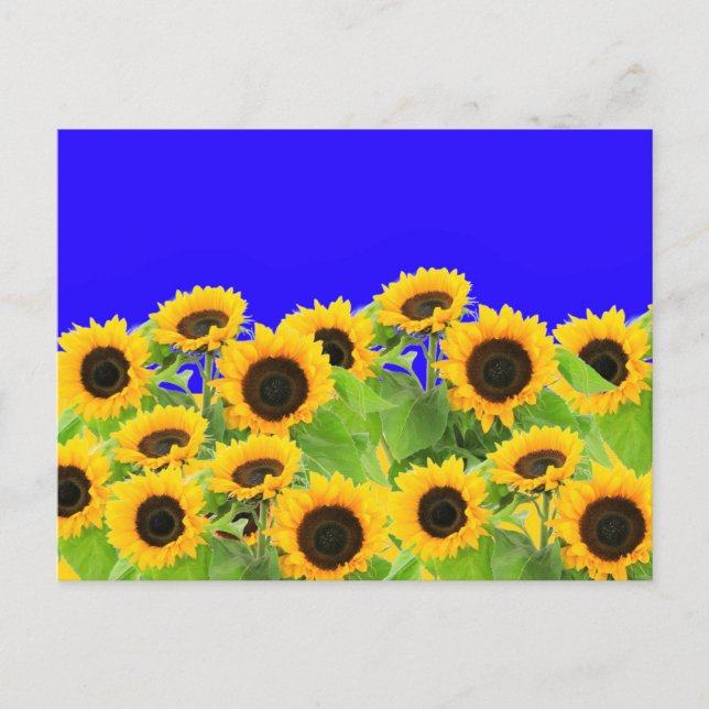 Sunflowers Postcards Ukraine Flag Colours Support (Front)