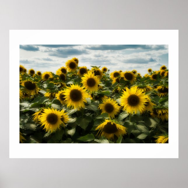 sunflowers poster (Front)