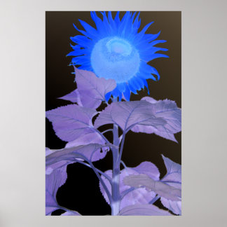 Sunflowers Poster