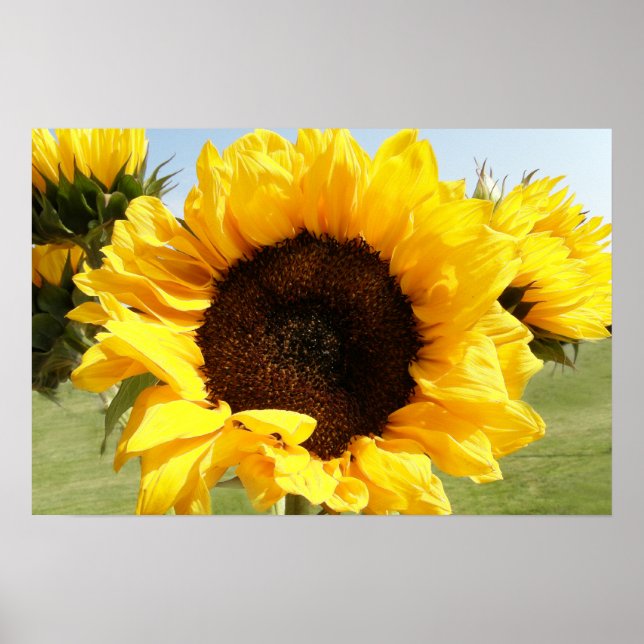 Sunflowers Poster (Front)
