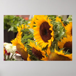 Sunflowers Poster
