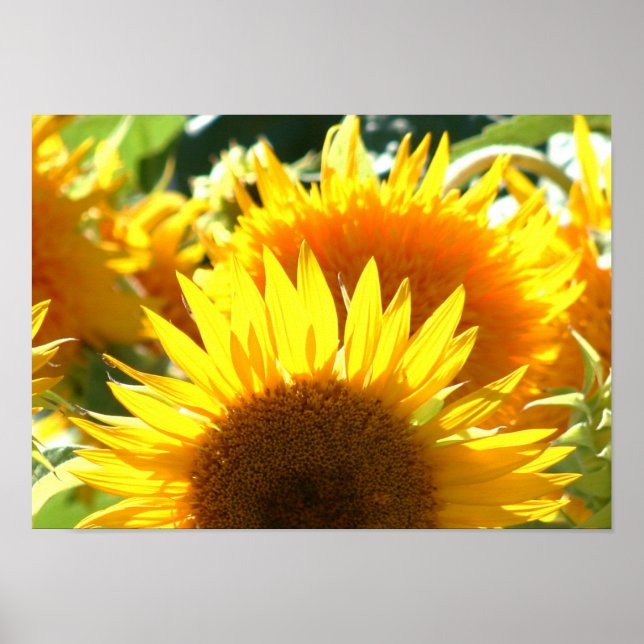 Sunflowers Poster (Front)