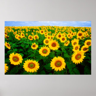 Sunflowers Poster (LARGE)