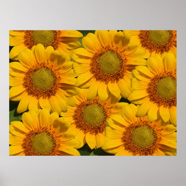 Sunflowers Print (Front)