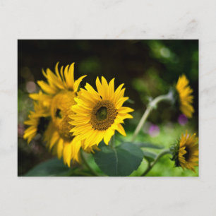 sunflowers soaking up the sun. postcard