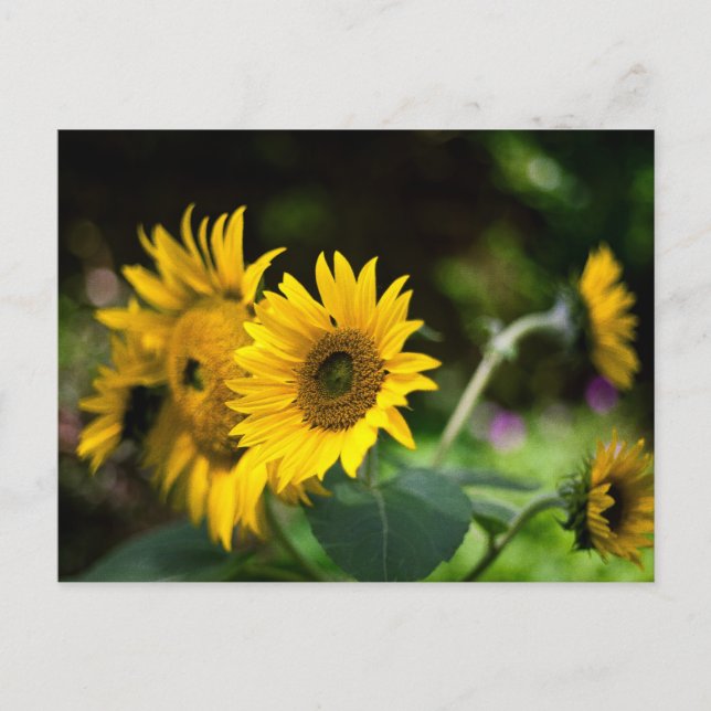 sunflowers soaking up the sun. postcard (Front)
