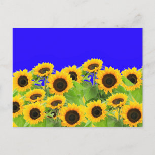 Sunflowers Summer Postcards