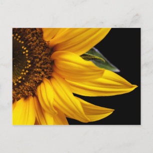 Sunflowers - Sunflower Customised Template Blank Postcard