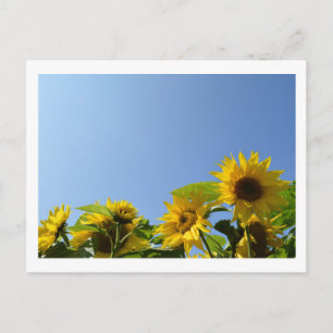 Sunflowers & Sunshine Postcard