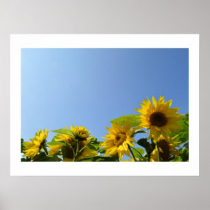 Sunflowers & Sunshine Poster