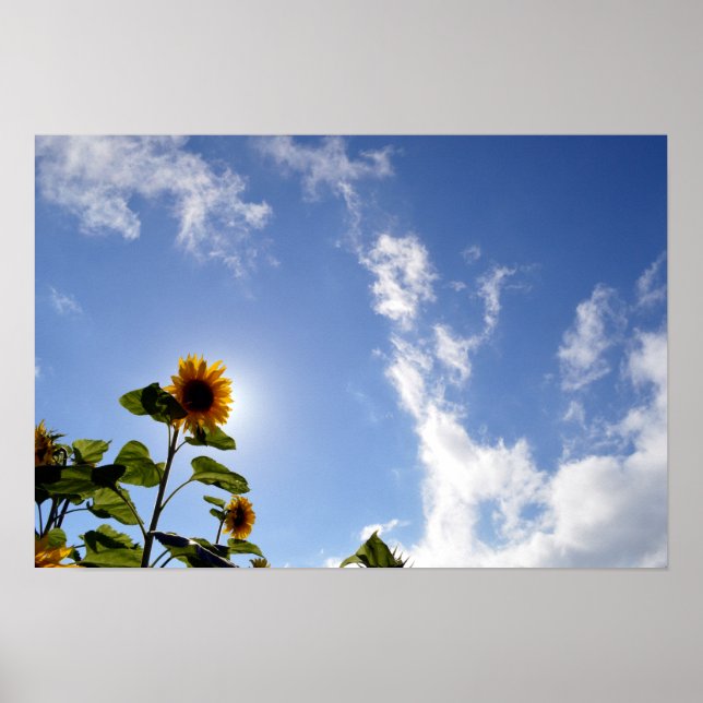 Sunflowers & Sunshine Poster (Front)