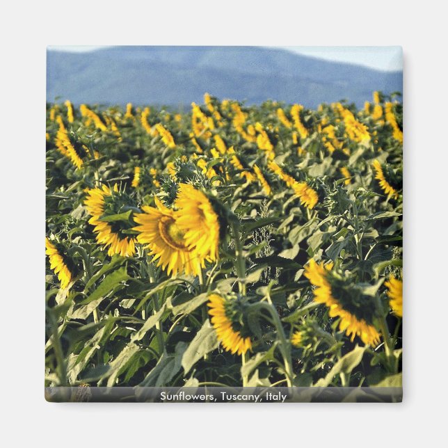 Sunflowers, Tuscany, Italy Magnet (Front)