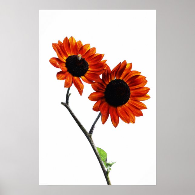Sunflowers wapcn poster (Front)