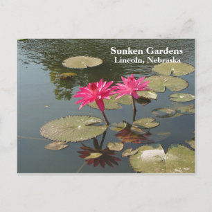 Sunken Gardens Pink Water lilies #80N  080 Postcard