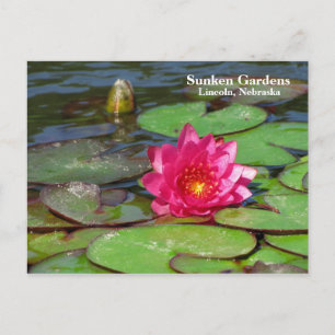 Sunken Gardens pink water lily #91 00919191 Postcard
