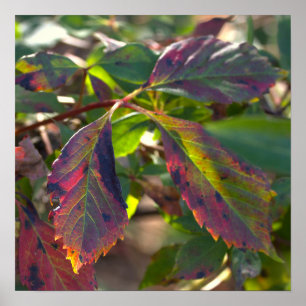 Sunlight and Autumn Leaves Poster