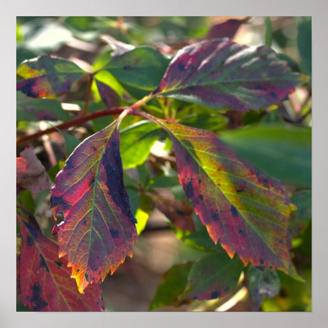 Sunlight and Autumn Leaves Poster (Front)