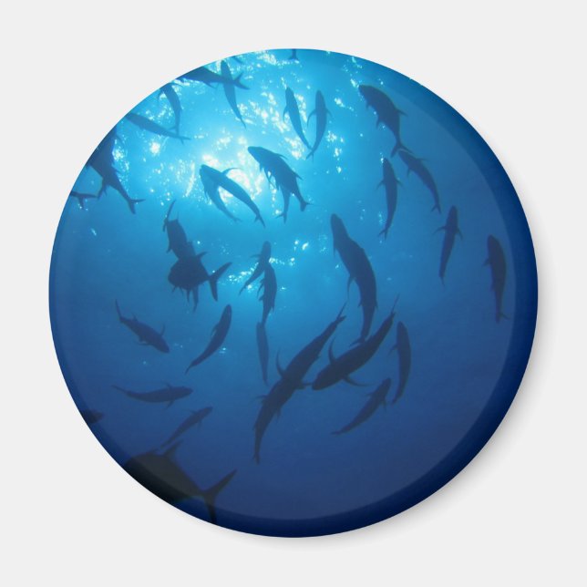 Sunlight and Shoal Under the Sea Magnet (Front)