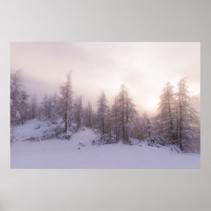 Sunlight and spruce forest poster