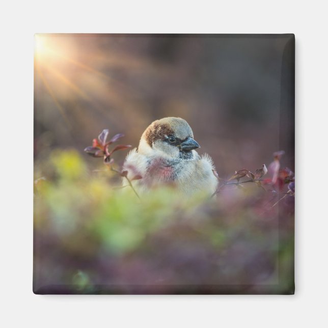 Sunlight Bathing Finch Magnet (Front)