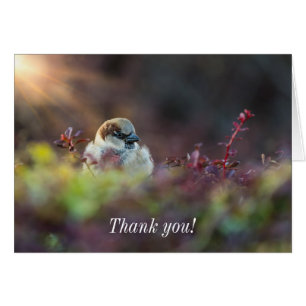 Sunlight Bathing Finch Thank You Card